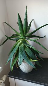 Sukulenty + kalanchoe + Anturie - 3