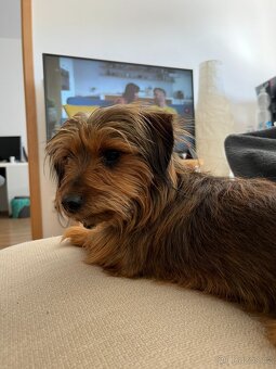 Hledáme parťačku pro naší fenečku - 3