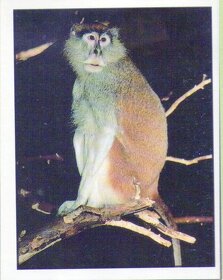 Encyklopedie ohrožených zvířat WWF Lutra Panini (1991) - 3