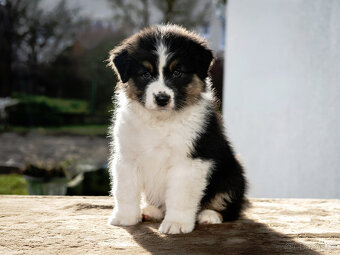 australský ovčák s pp - 3