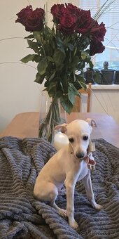 Italsky chrtik s pp - 3