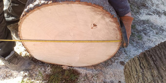 Prodám kmen lípy - 3