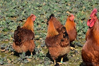 NV hempširky velké - 3