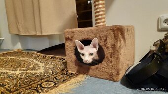 kocour Sphynx - 3