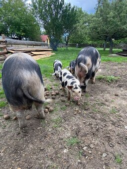 Kune Kune - 3