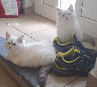 Ragdoll koťátka - 3