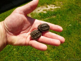 Želva trojkýlná (Mauremys reevesii) - 3