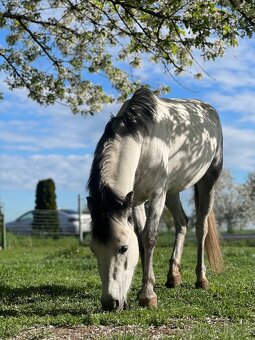 Pony kobyla - 3