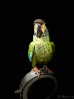 Koupím samičku Ary Marakány - 3