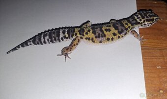 Gekončík noční - samice - 3