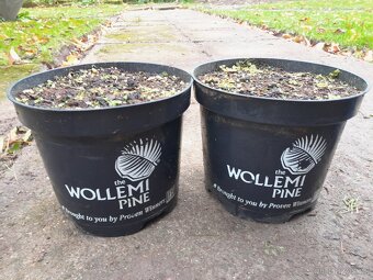 Nabízím unikát - Wollemia nobilis 1.7m - 3