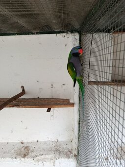 Alexandr čínský - 3