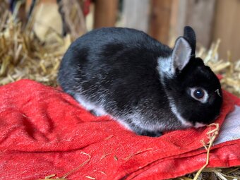 Zakrslý králík - 3