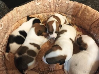 Jack Russell teriér bez PP - 3