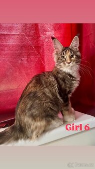 Mainská mývalí s PP - 3