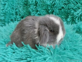 minilop - beránci - 3