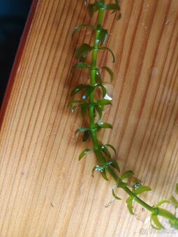 Růžkatec ,egeria densa,šneci - 3