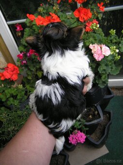 Biewer Yorkshire Terrier - štěňátko pejsek - 3