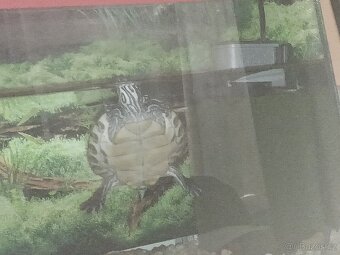 Prodám vodní želvy mapové+ akvárium a vše potřebné k chovu - 3