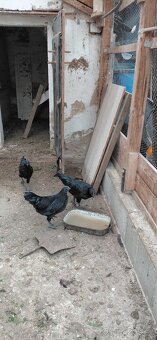 Ayam cemani - 3