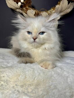 Sibiřská kočka s PP – kočička Imperia - 3