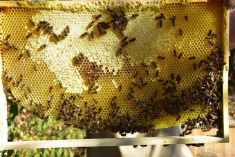 KRÁSNÝ, ZDRAVÝ VČELÍ ODDĚLEK JEN ZA 1.900,- KČ - 3