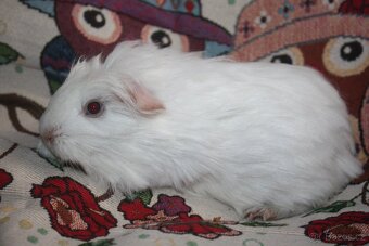 Dlouhosrstá morčátka kluci - 3