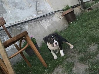 American Bully Pocket - 3