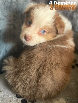 Border kolie s pp - 3