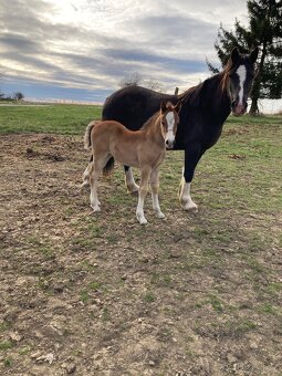 Welsh cob kobylka - 3