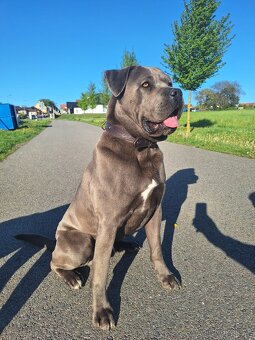 Cane Corso ke krytí - 3