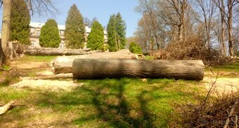 Rizikové kácení - zdravotní řez dřevin - 3