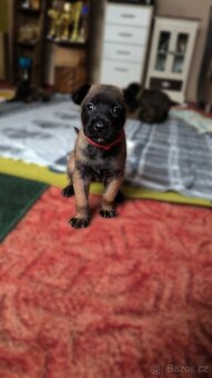 Belgický ovčák malinois s pp - 3