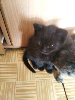 Daruji koťátka - 3