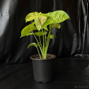 SLEVA⤵️ Syngonium Golden Allusion - 3