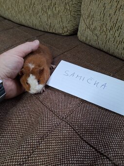 morče US teddy (4xsamec,2samice) - 3