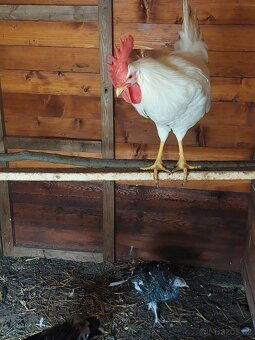 Mladý kohoutek leghorn bílý - 3