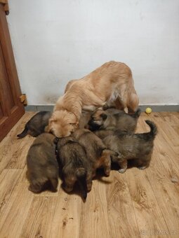 Poslední volná fenečka - 3