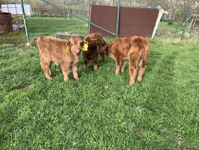 Telata Highland cattle - 3