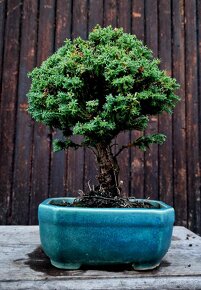 Bonsaj, Bonsai - Cyprisek hrachonosny 2 - 3