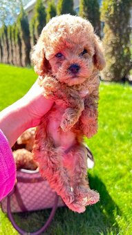 Maltipoo - 3