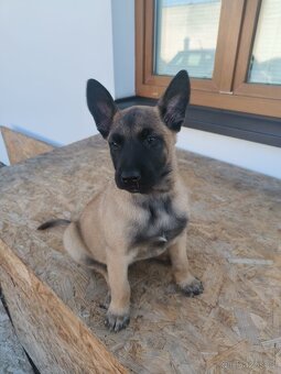 Pes belgického ovčáka - 3