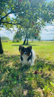 Papillon s PP ke krytí - 3