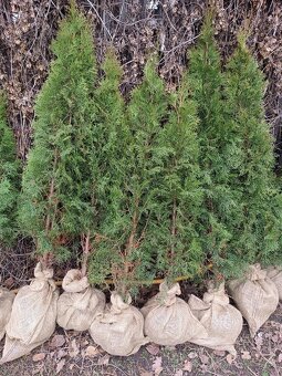Thuja Smaragd - 3