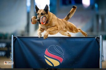 Belgický ovčák - Malinois s PP - 3