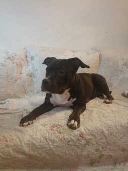 American bully pocket 4 roky s PP - 3