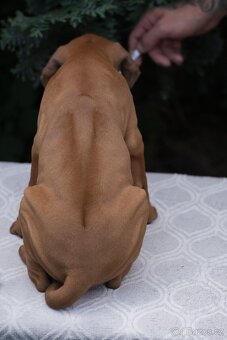 Rhodéský ridgeback s PP - nestandartni pes💙 - 3