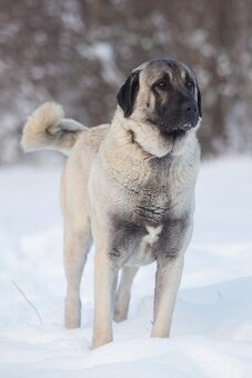 Kangal - štěňata s PP - 3