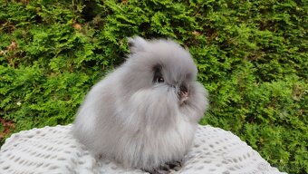 Zakrslý králík, králíček -(TEDDY)-OLIVIE - 3
