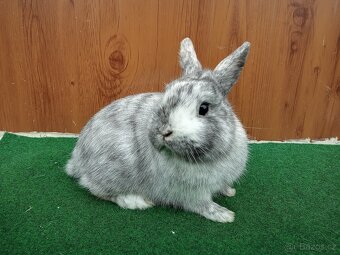 Zakrslý rhönský - 3